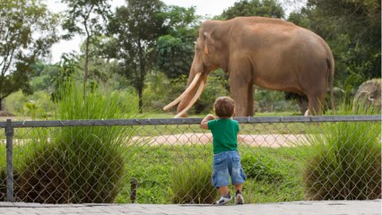 Qu’est-ce qui différencie un parc animalier d’un zoo ?