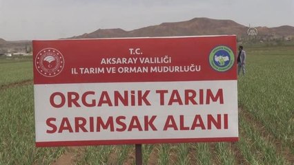 Tuz Gölü havzasında yetiştirilen sarımsakta yüksek rekolte hedefleniyor