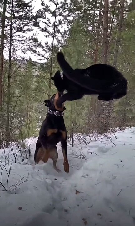 Best Friends Rottweiler and Puma