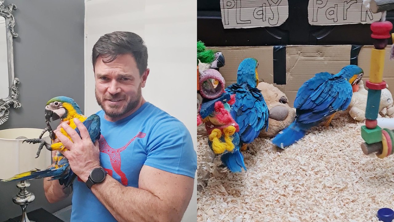 'Lively baby macaws having a blast in their new 'blue baby playpark' '