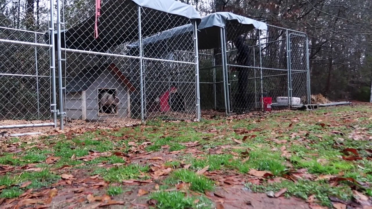 MOVING MY PITBULL DOGS TO ANOTHER KENNEL BOTH DOGS GET LOOSE