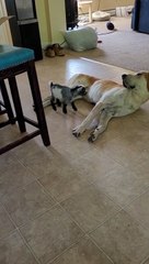 ce chevreau utilise ce chien comme terrain de jeux