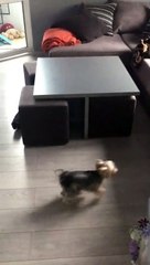 Des amis assez inhabituels!