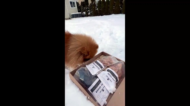 Un problème pour tous les chiens à poils longs!