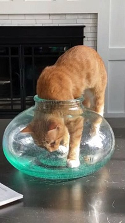 Oui, oui, je rentre dans ce bocal!