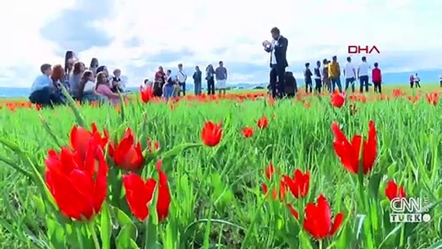 Muş lalesi, ovayı kırmızıya boyadı