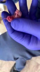 Tamir ettiği arabada bulduğu fare yavrularını elleriyle besledi