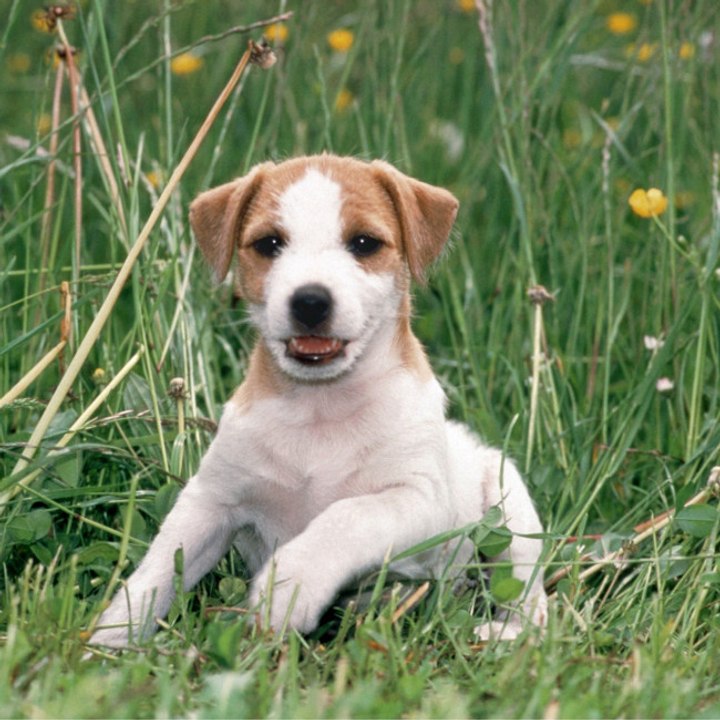 Jack Russell Terrier sind laut einer Studie die langlebigsten Haushunde