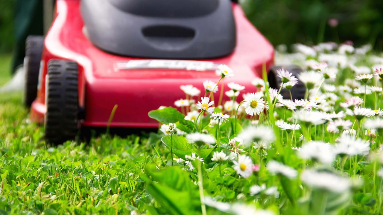 Mähfreier Mai: Deshalb solltet ihr jetzt keinen Rasen mähen