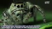 Heteropoda Maxima, l’araignée qui va vous faire faire des cauchemars