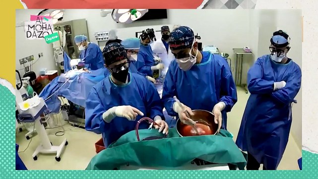 ¿Órganos de animales en humanos? - Almohadazo Casero