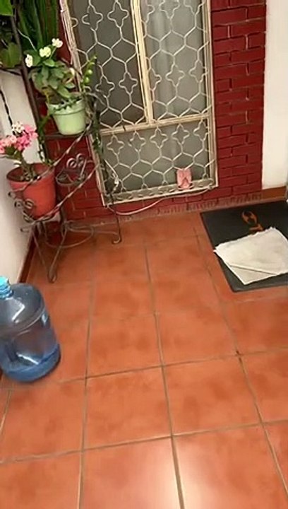 ‘Ahí voy’, perico hace esperar a unos testigos de Jehová 30 minutos afuera de una casa y el video se vuelve viral