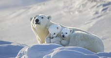 Ce photographe animalier a pris des sublimes clichés d'une famille d'ours polaires