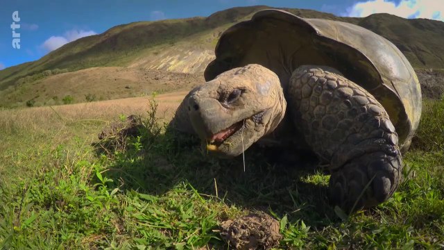 Les derniers paradis sauvages - Galapagos, des îles enchantées