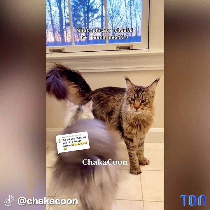 Le chat Maine Coon dit clairement "Comment allez-vous ?" dans une vidéo qui a stupéfié les gens