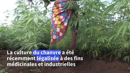 Malawi: le marché au plus bas, des producteurs de tabac misent sur le cannabis