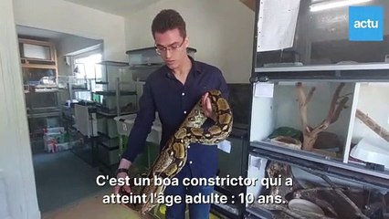 Rennes : le refuge Zanndoli, le paradis des reptiles abandonnés, a son propre local