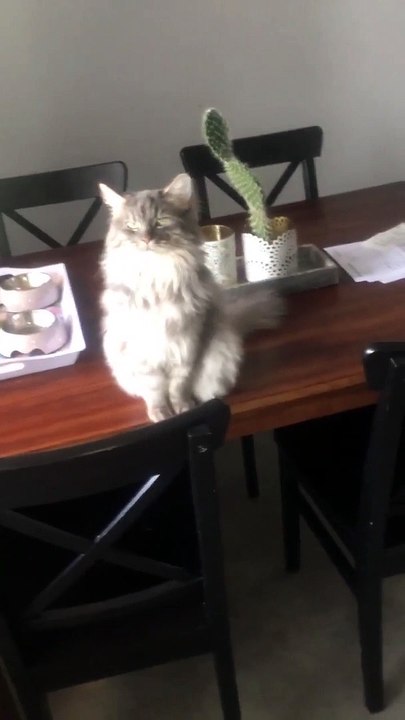 'Where Is My Cat?'