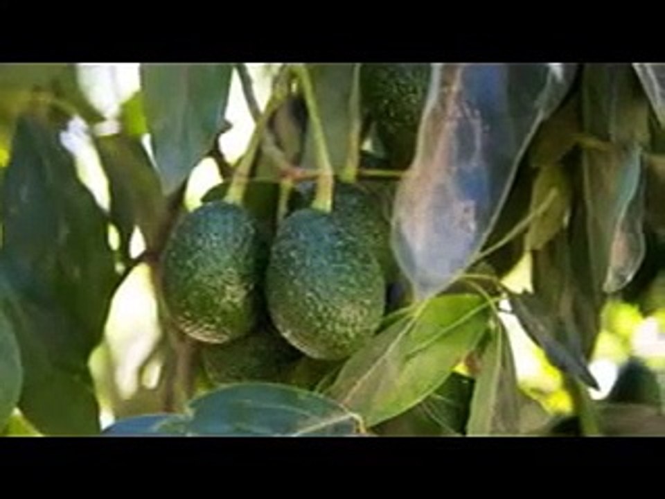 Todesdrama in Australien