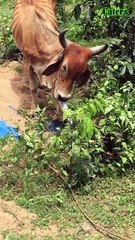 the cow is itching and it has scratched its ears