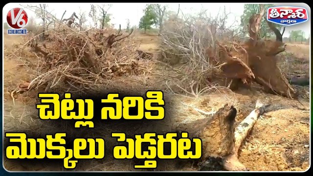 Cutting Down Trees To Plant Seedlings For Palle Prakruthi Vanam _ Bhupalapally _ V6 Teenmaar