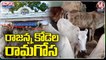 Vemulawada Rajanna Temple Officials Negligence On Caring Of Holy Cows _ V6 Teenmaar