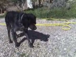 dressage chien