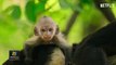 tn7-Serie-de-animales-salvajes-de-Netflix tiene-tres-episodios-grabados-en-Costa-Rica-040522
