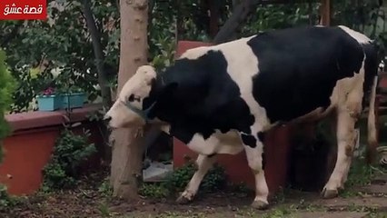 مسلسل ابي الحلقة 1 مدبلجة