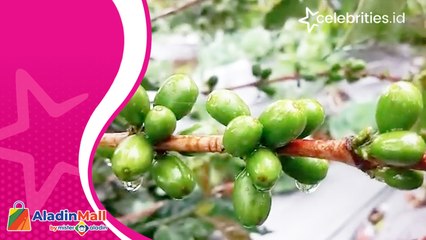 Nikmatnya Menyeruput Kopi dari Ketinggian 1.745 MDPL di Ecowisata Solok Rajo