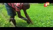 Jajpur Farmers Getting Handsom Returns From Spinach Farming - OTV Special Story
