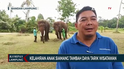 Kelahiran Anak Siamang Tambah Daya Tarik Wisatawan