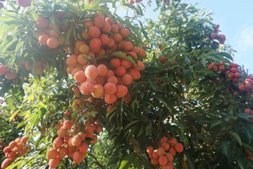 เปิดสวนชม "ลิ้นจี่" ต้นแรกของ จ.พะเยา พร้อมชิมสายพันธ์ฮงฮวย เกรดพรีเมี่ยม