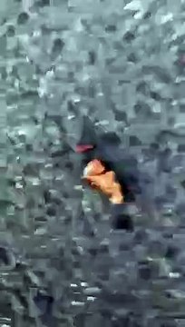 Rellenan con clavos galletas para perros y las esparcen por Triana