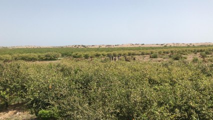 Yaban hayatı koruma alanındaki 10 bin limon ağacı söküldü