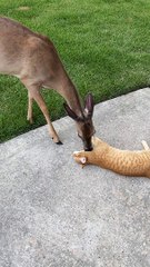 Cat Enjoys Kisses From Friendly Deer