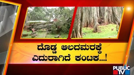 Iconic Big Banyan Tree Under Risk | Public TV