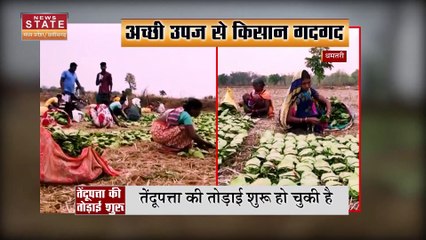 Chhattisgarh News: तेंदूपत्ता की तोड़ाई शुरू, जंगली जानवरों से खतरा