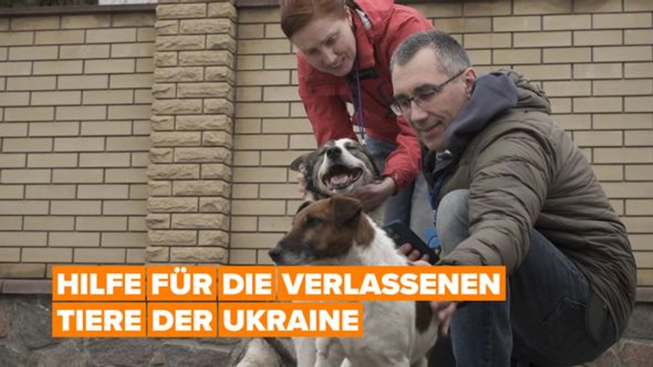Hilfe für die verlassenen Tiere der Ukraine