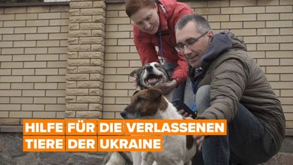 Скачать видео: Hilfe für die verlassenen Tiere der Ukraine