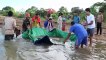 Giant endangered stingray released into Mekong River in Cambodia