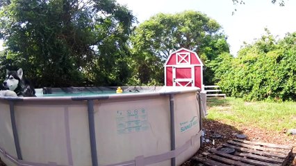 Super Wise Animals - Pets Translated