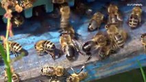 Un robot spia tra le api, per aiutarle a sviluppare nuove tecniche di sopravvivenza