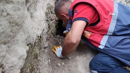 Tilki obruğunda sıkışan köpekleri itfaiye kurtardı