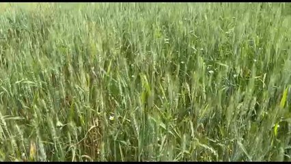 Gökçel'den TMO'ya: "Bir An Önce Fiyatları Açıklamalı. Çiftçiyi Kurtaracak Bir Fiyat Olmazsa Önümüzdeki Yıl 10 Liraya Buğday İthal Etmek Zorunda...