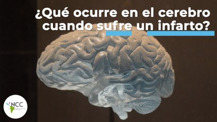 ¿Qué ocurre en el cerebro cuando sufre un infarto? | 444 | 9 al 15 de mayo 2022