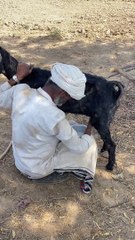 Rabari tribe of kutch gujarat India