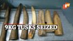 Illegal Ivory Trade: Wildlife Smuggler Apprehended, 6 Tusks Seized In Odisha