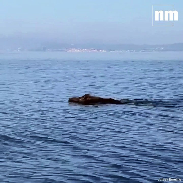 Un sanglier aperçu nageant à Six-Fours