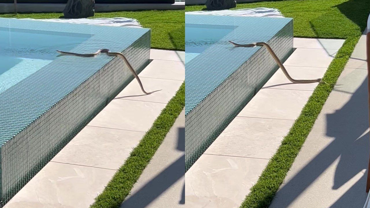 ''Michael Phelps who?' Creepy footage of a snake ZIPPING through a swimming pool'